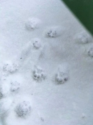 footprints (2)